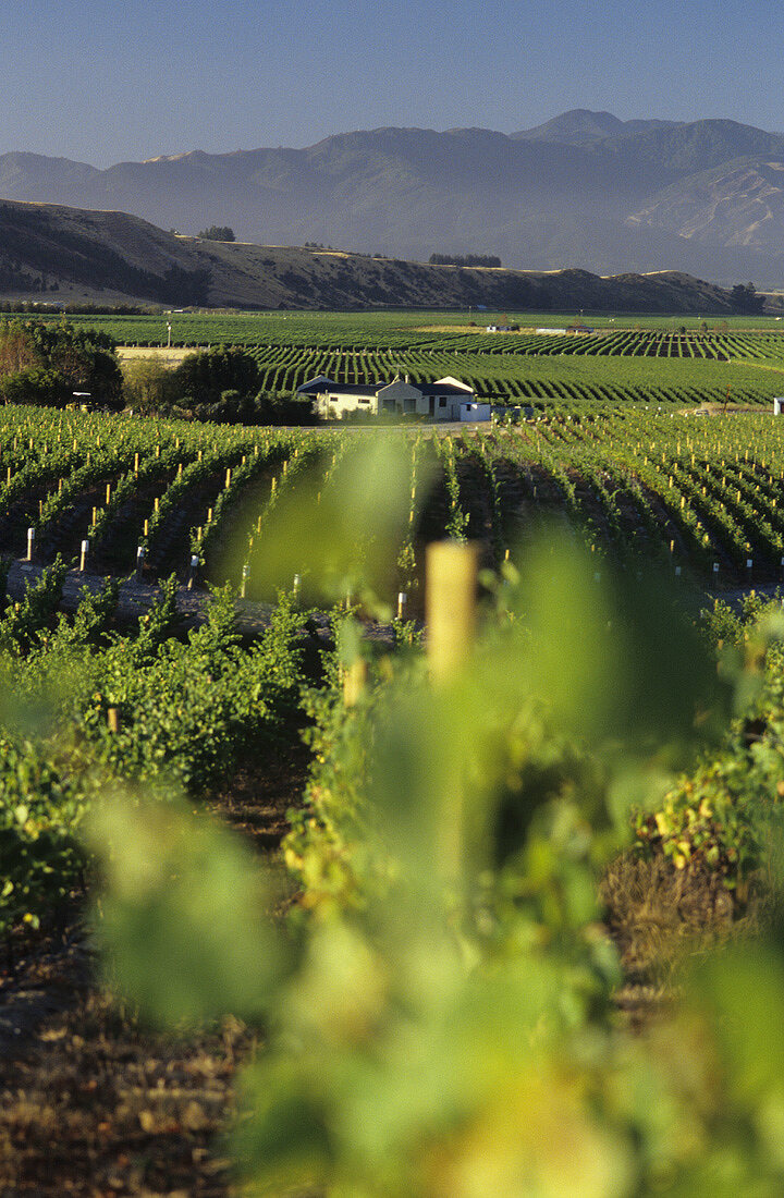 Vineyards of Fromm Winery, Blenheim, Marlborough, N. Zealand