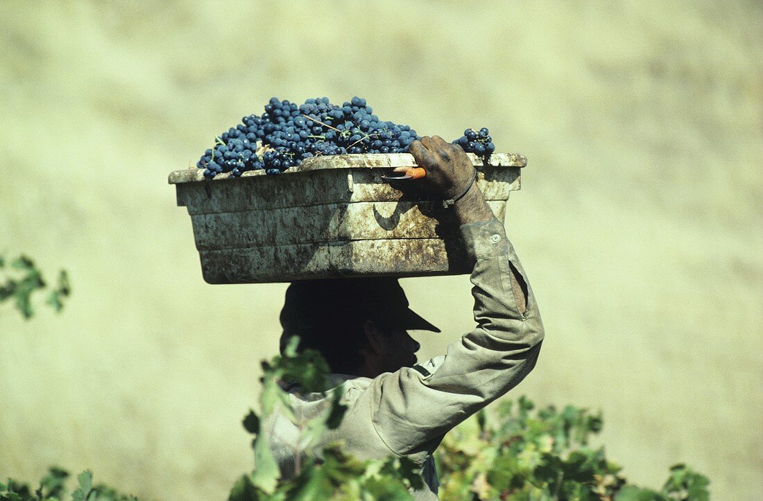 Picking Zinfandel grapes, Napa Valley, California, USA