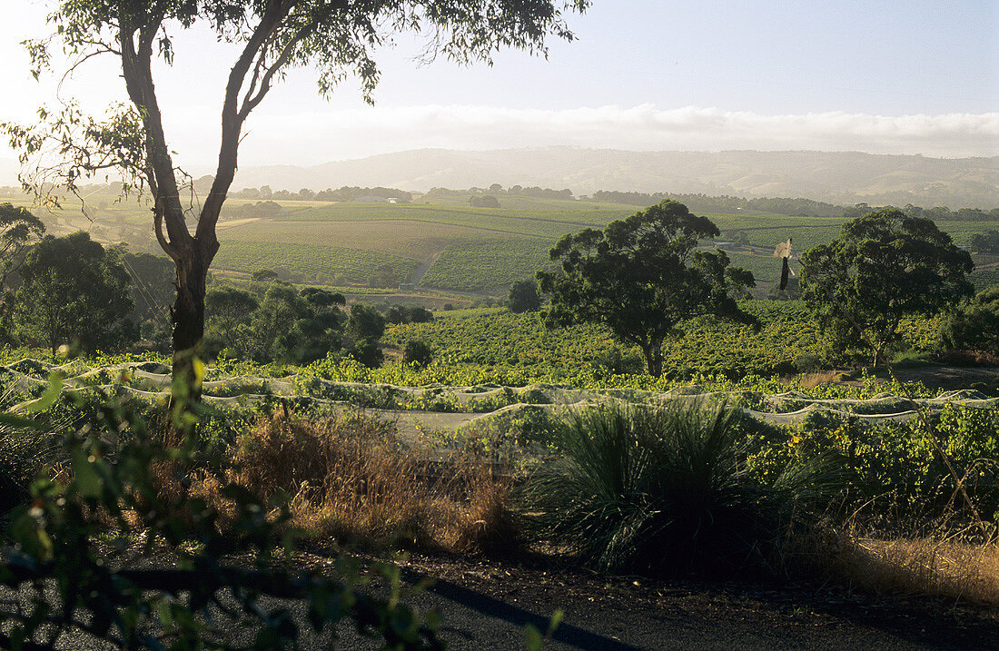 Vineyards in the dry McLaren Vale, Australia