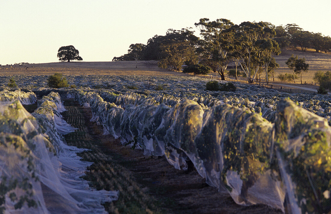 Rebberg für Hill of Grace, Stephen Henschke, Eden Valley, Australien