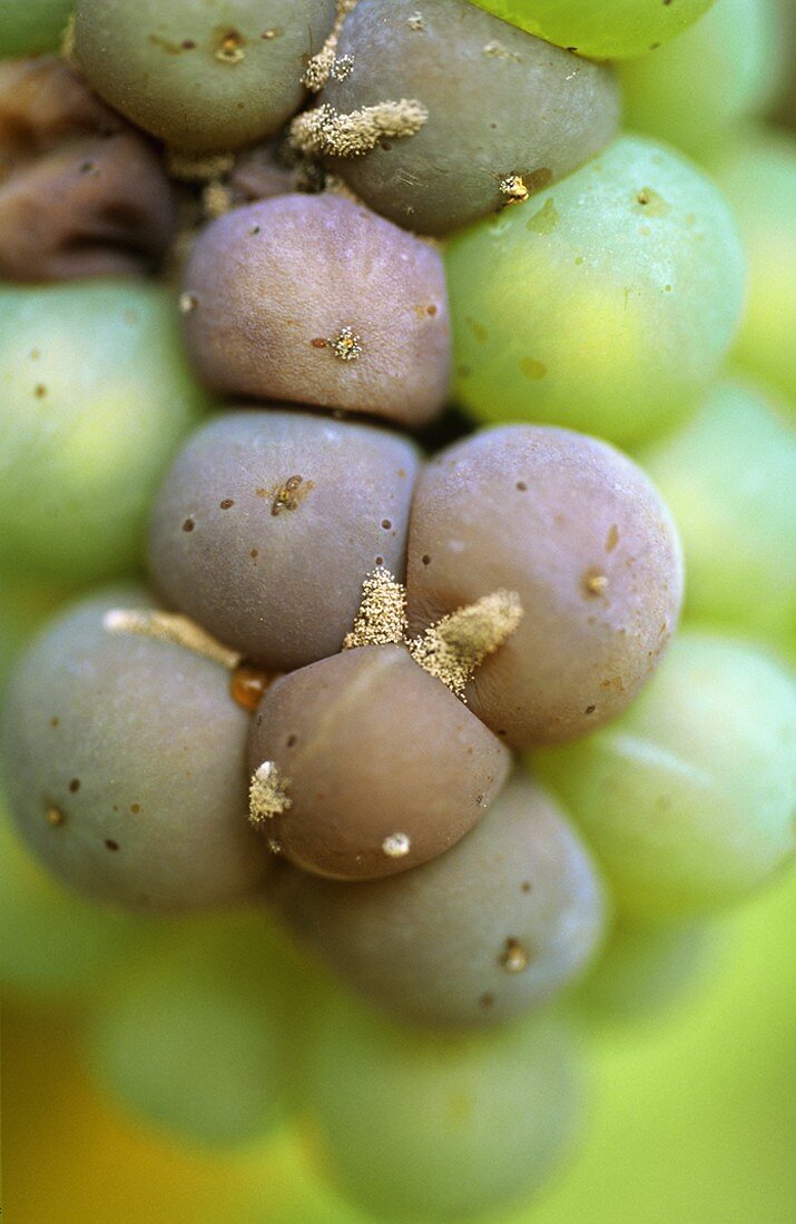 Botrytis on Riesling grapes