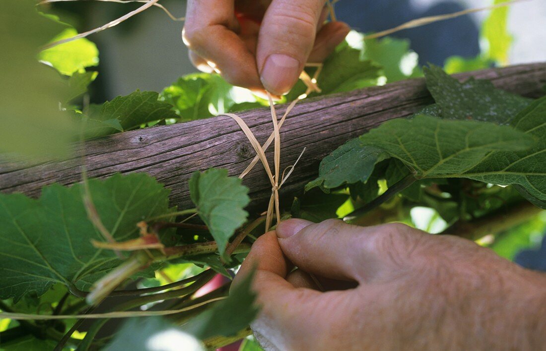 Tying in young vine shoots