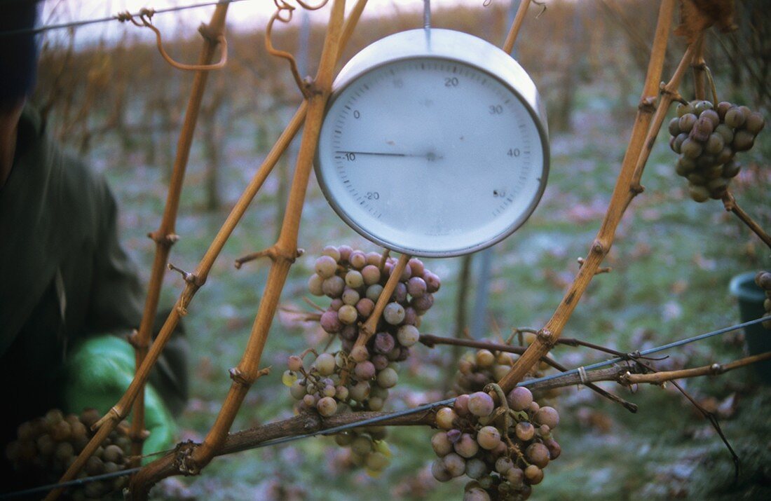 Thermometer measuring temperature for ice wine harvest, Rheingau