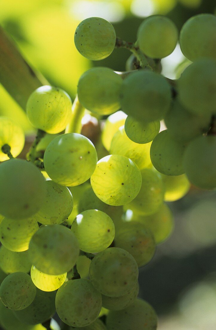 Semillon grapes
