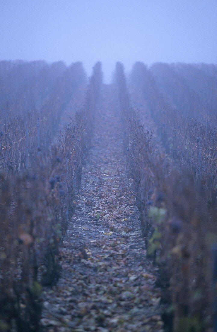 Ein Weinberg im Nebel, Epernay, Champagne, Frankreich