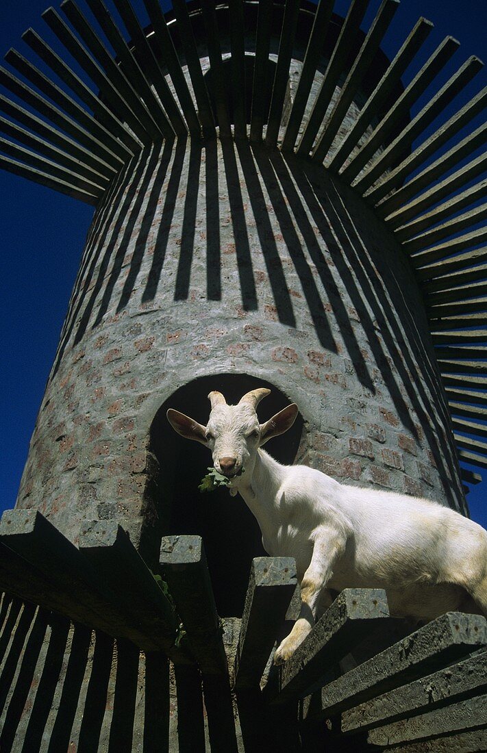 Fairview Estate, Ziege im 'Goat Tower', Paarl, Südafrika