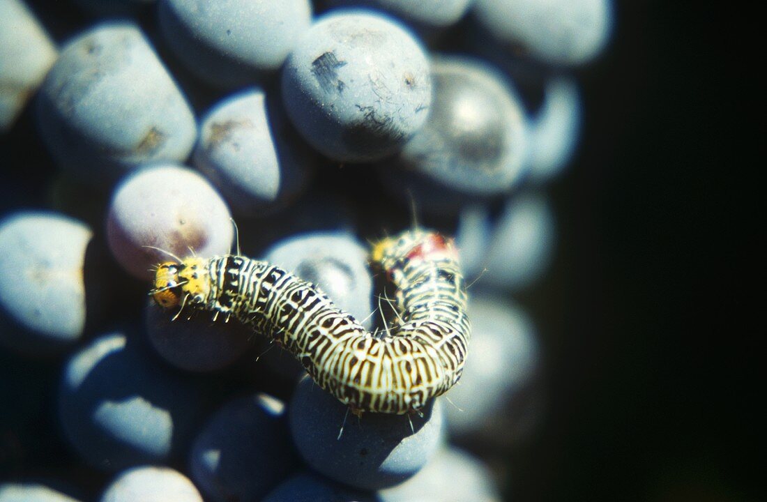 Caterpillar on a bunch of red wine grapes