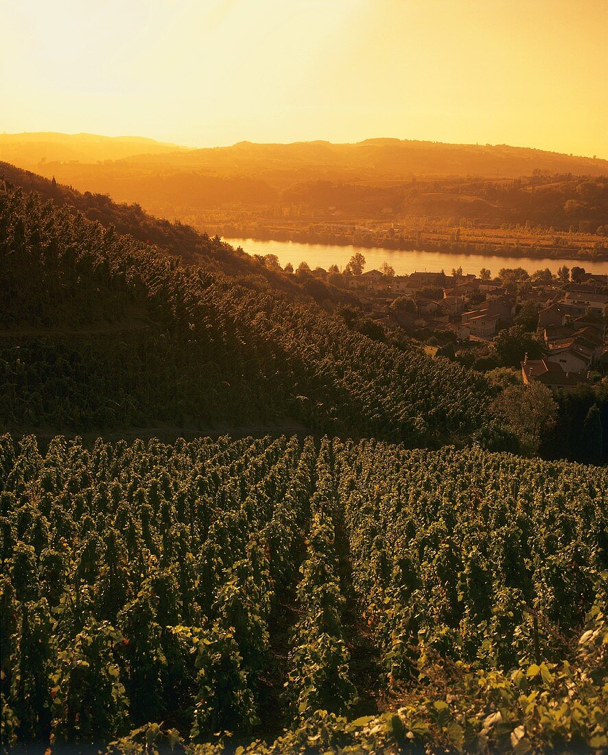 Vineyard near Ampuis, Côte Blonde, Rhône, France