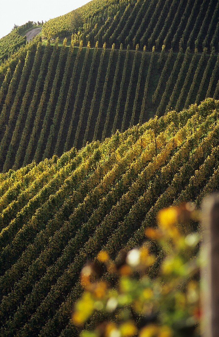 'Durbacher Plauelrain' Einzellage (single vineyard), Durbach, Baden, DE
