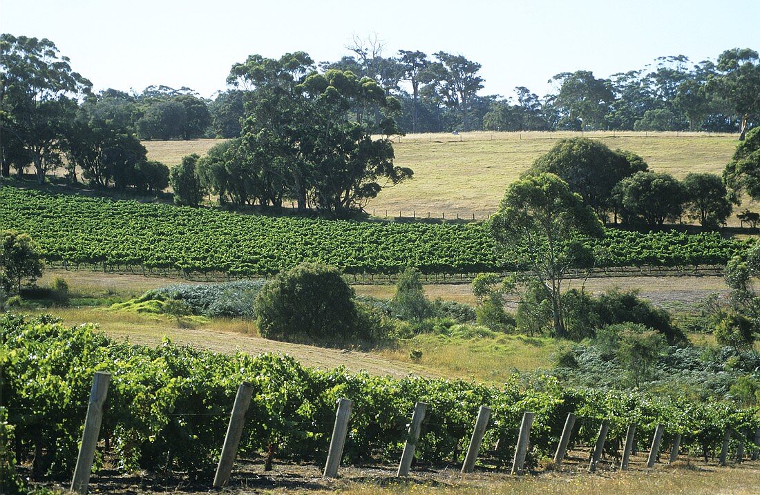 Leeuwin Estate, Margaret River, Australien