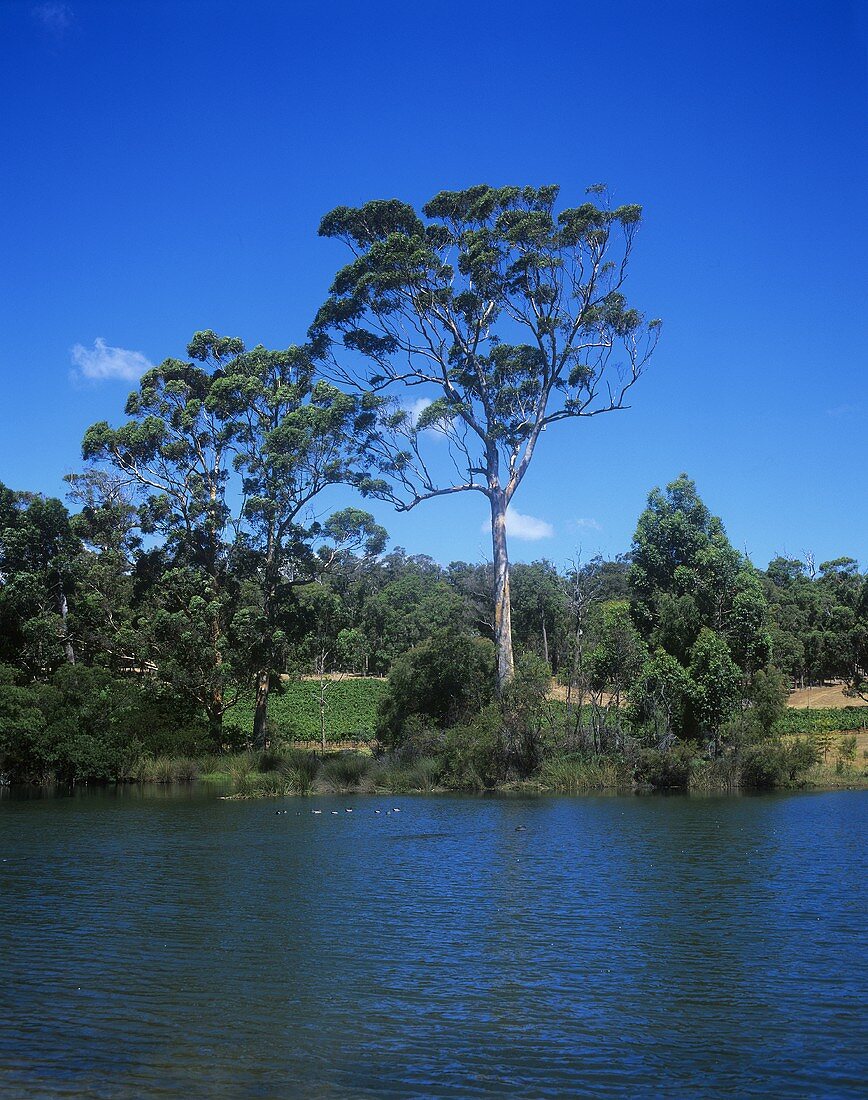 Leeuwin Estate, Margaret River, Australien
