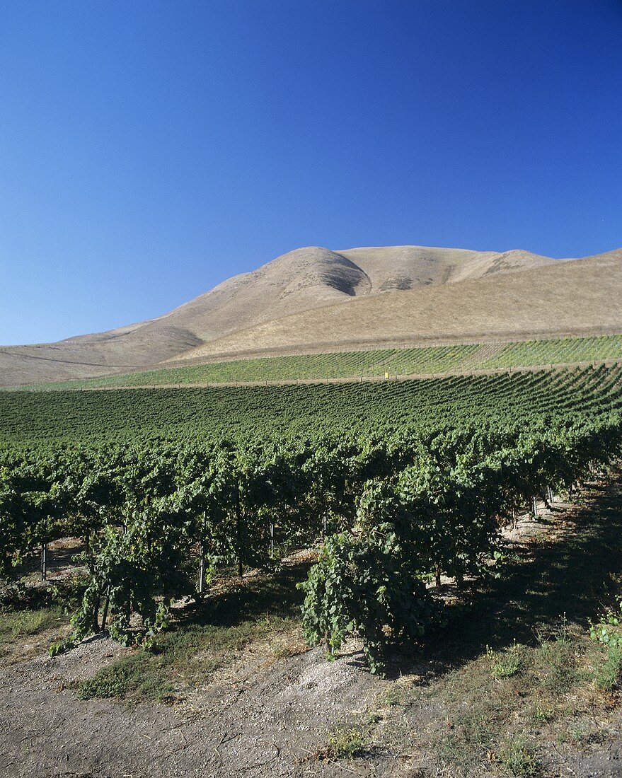 Bien Nacido Vineyard, Santa Maria Valley, California, USA