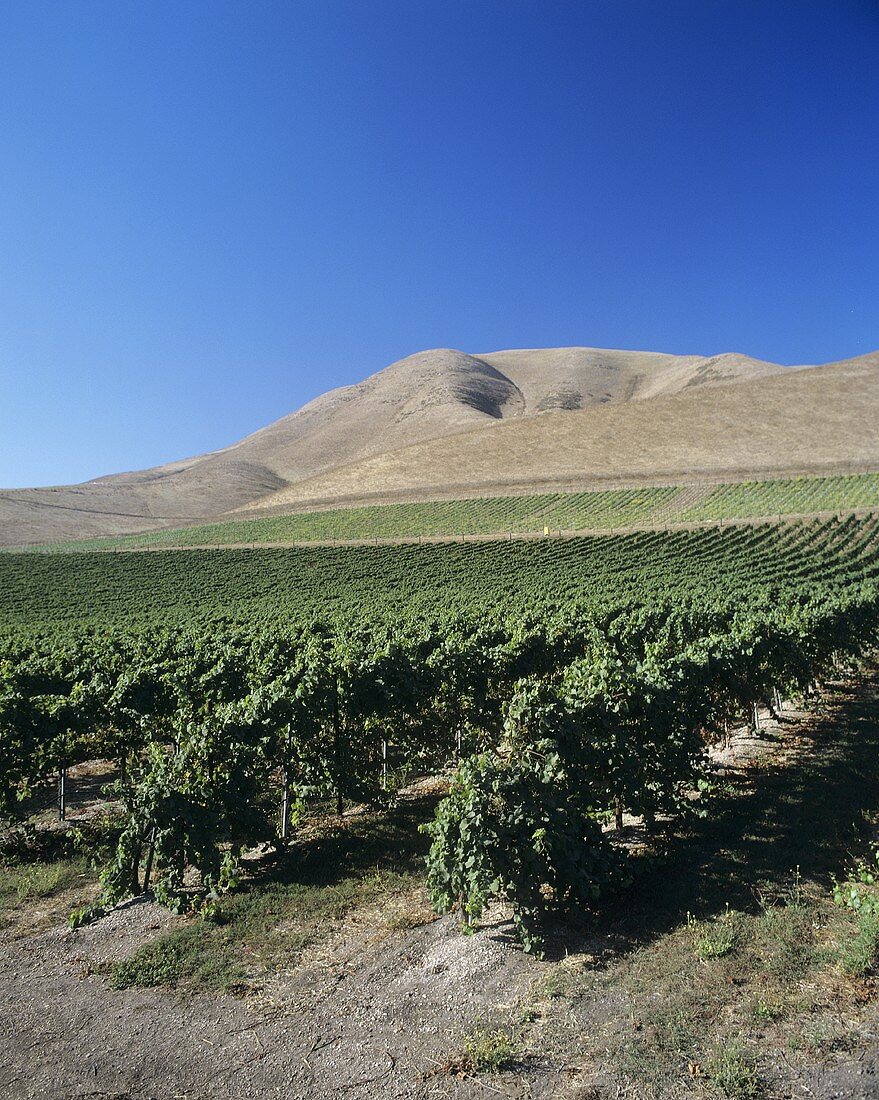 Bien Nacido Vineyard, Santa Maria Valley, Kalifornien, USA