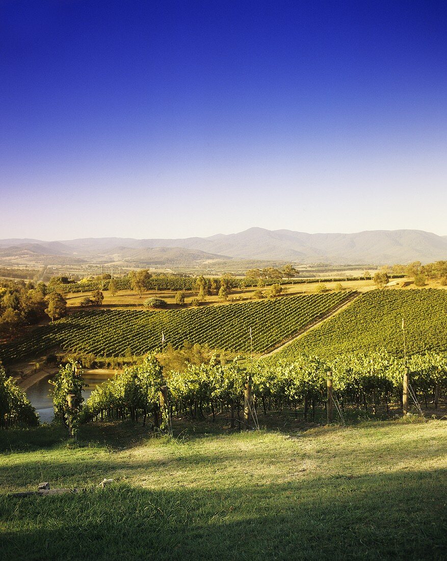 Coldstream Hills Winery, Yarra Valley, Victoria, Australien