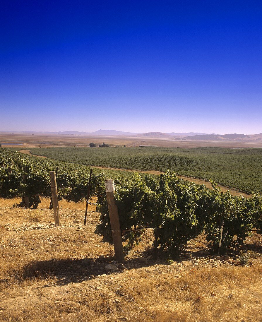 Buena Vista Vineyard, Carneros, Kalifornien, USA