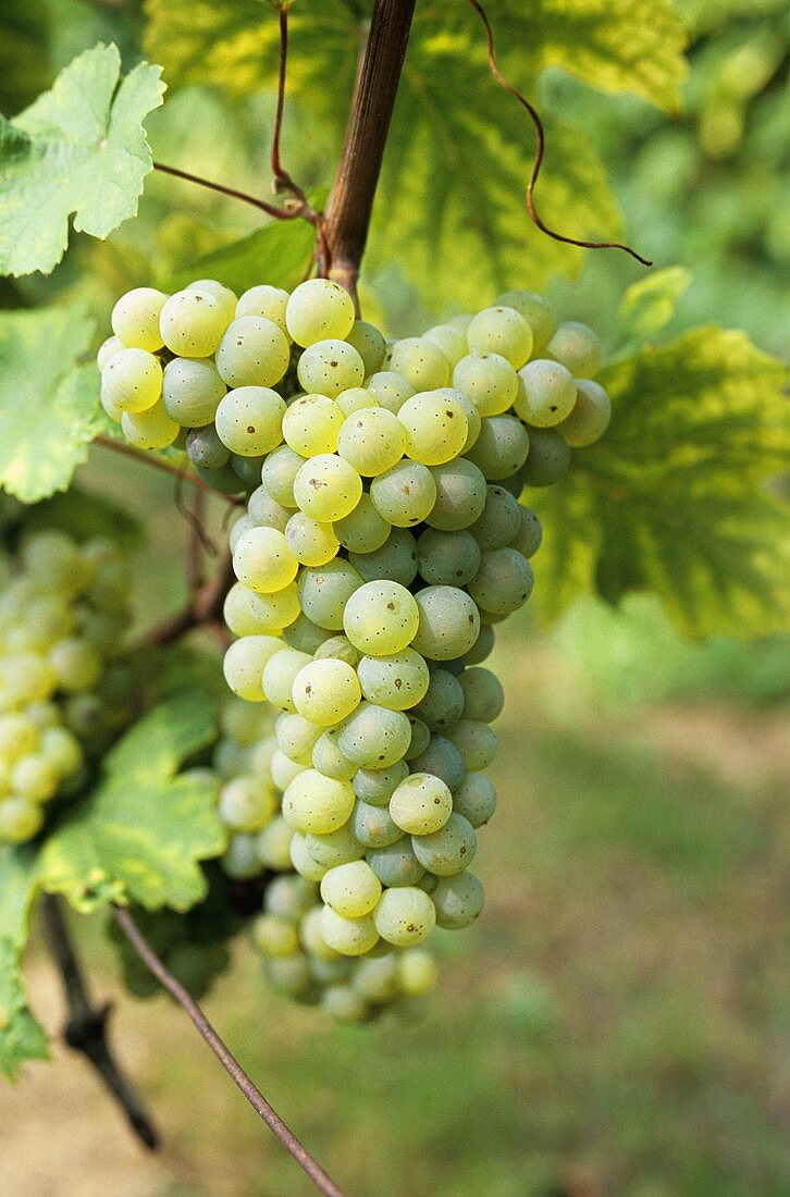 Maturana Blanca grapes (Ribadavia) DOCa grapes, Rioja
