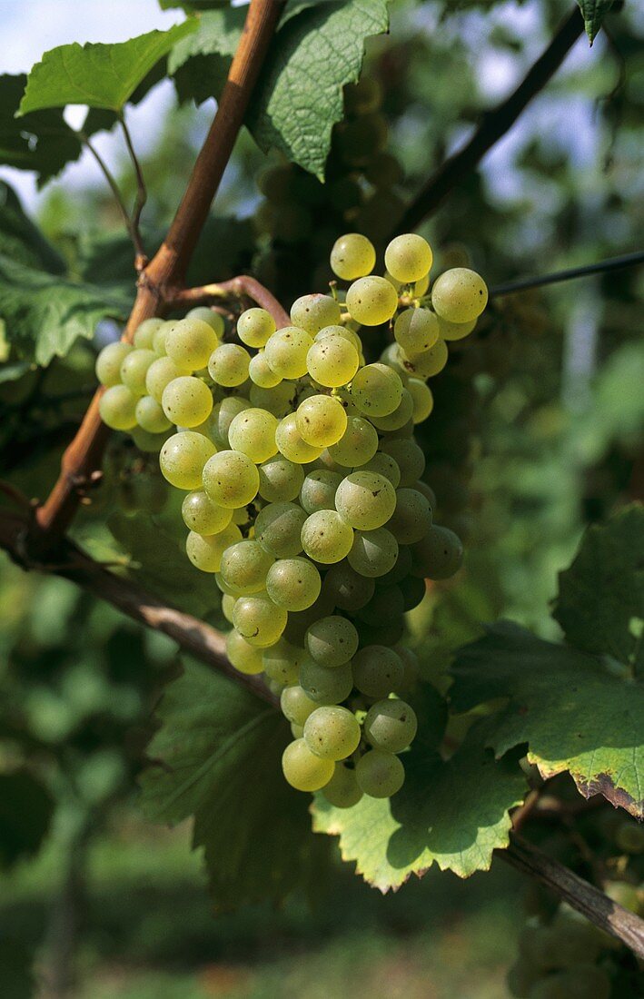 Elbling grapes hanging on the vine