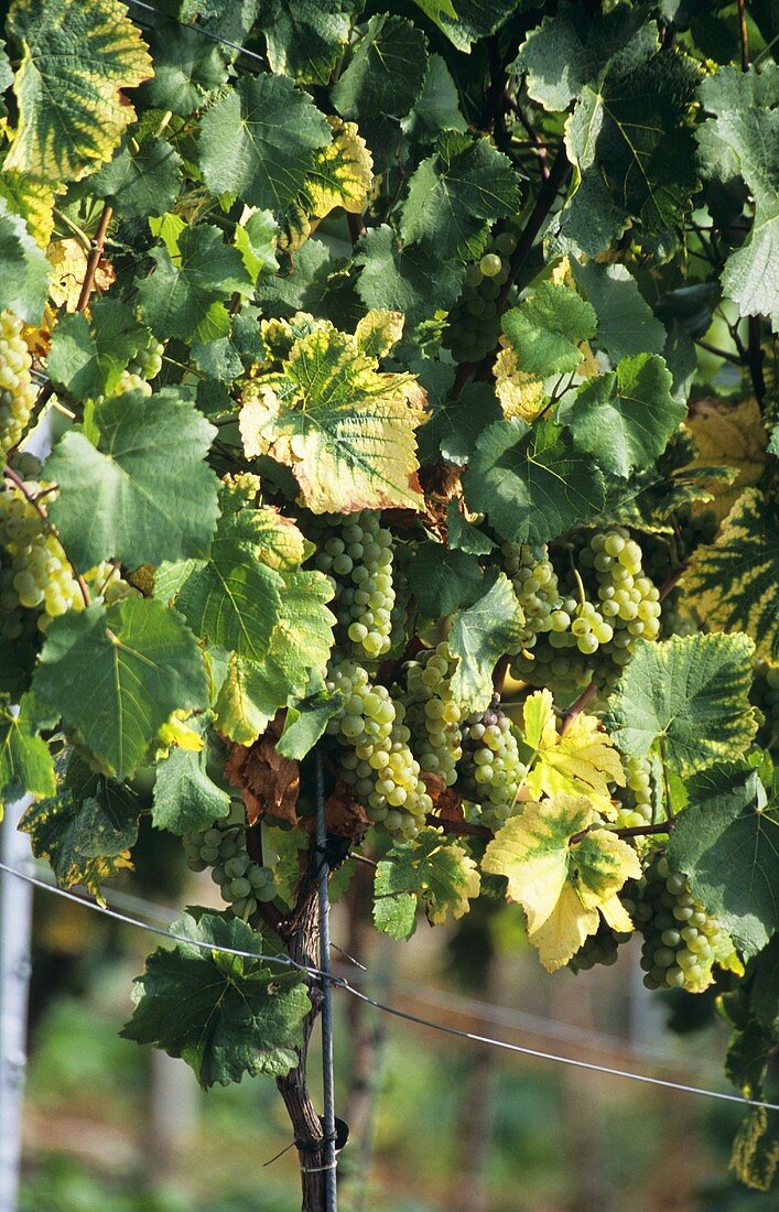Müller-Thurgau vine with symptoms of chlorosis