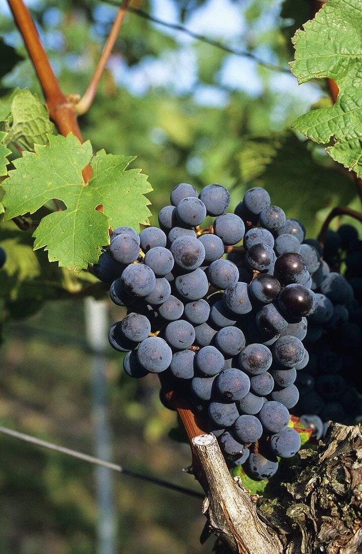 Heroldrebe grapes hanging on the vine