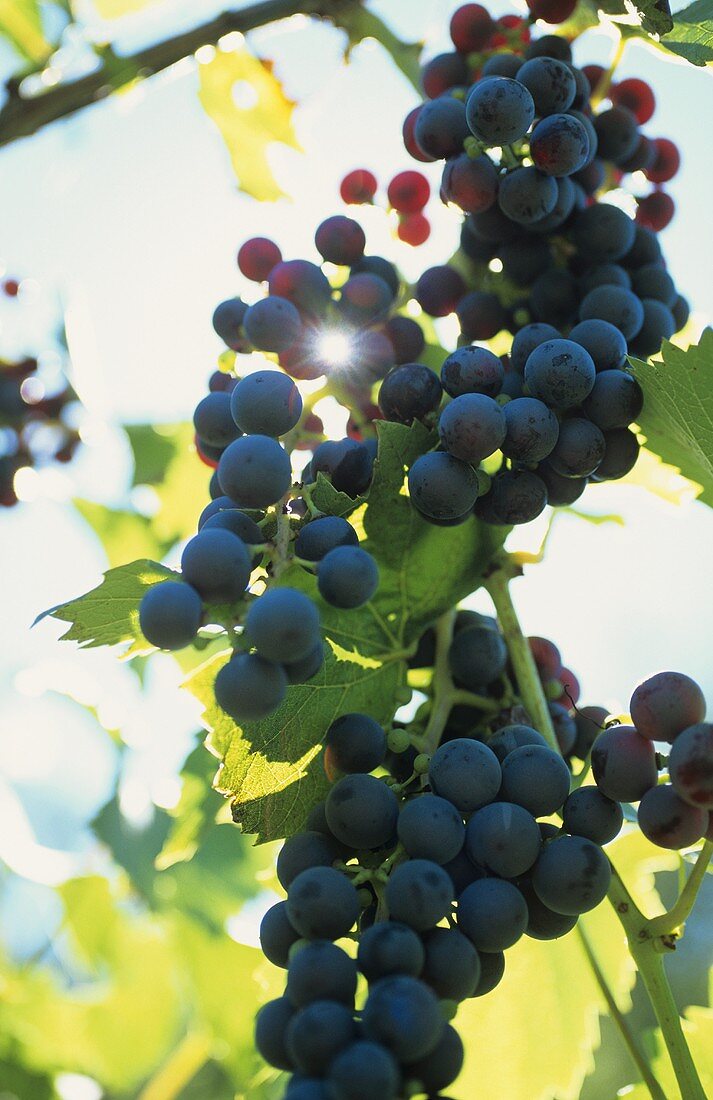 Canaiolo grapes, old grape variety from Tuscany, Italy