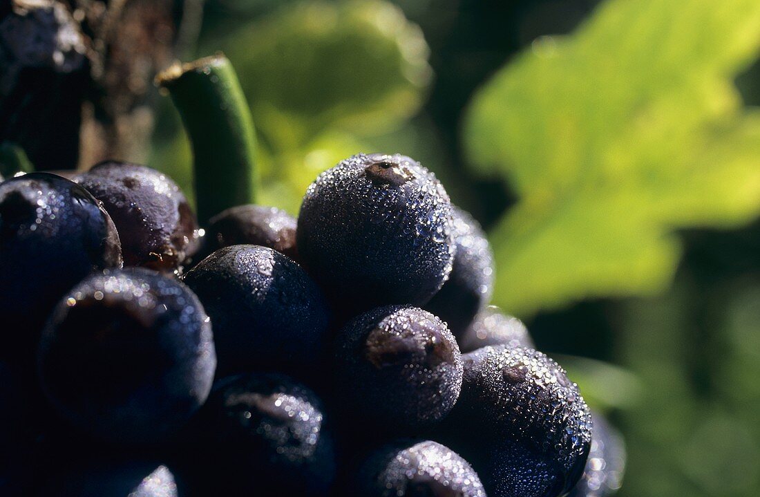 Spätburgunder grapes (Pinot noir) with dewdrops