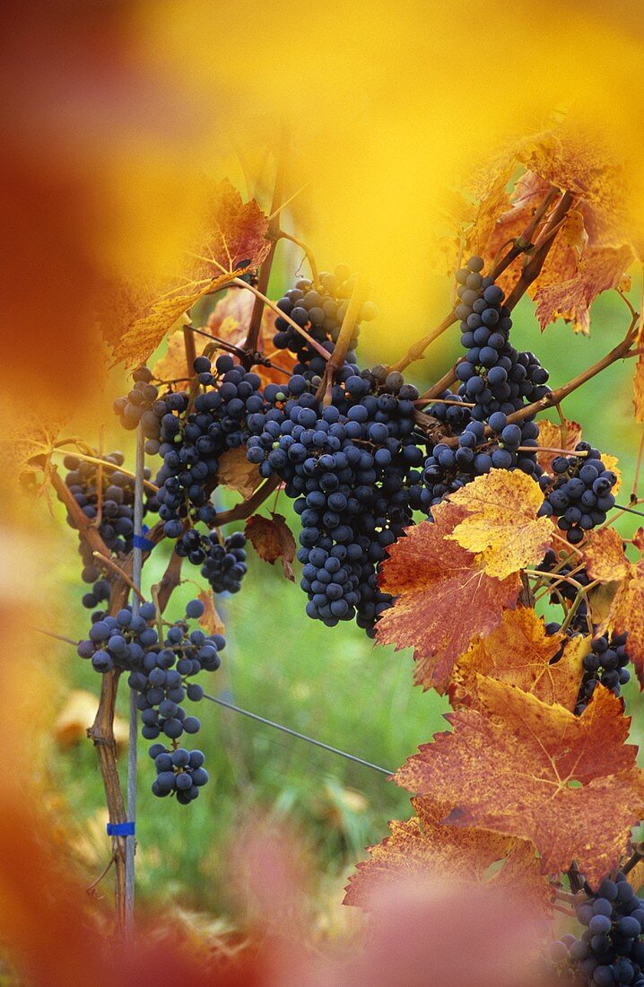 Ripe Dornfelder grapes hanging amongst red vine leaves