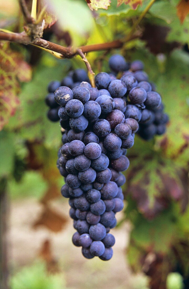 Ripe Domina grapes hanging on the vine (new variety)