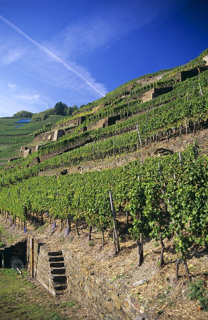 'Walporzheimer Gärkammer' Einzellage (single vineyard), Ahr