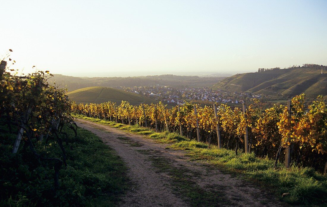 Autumn in vineyard with view of Durbach, Baden