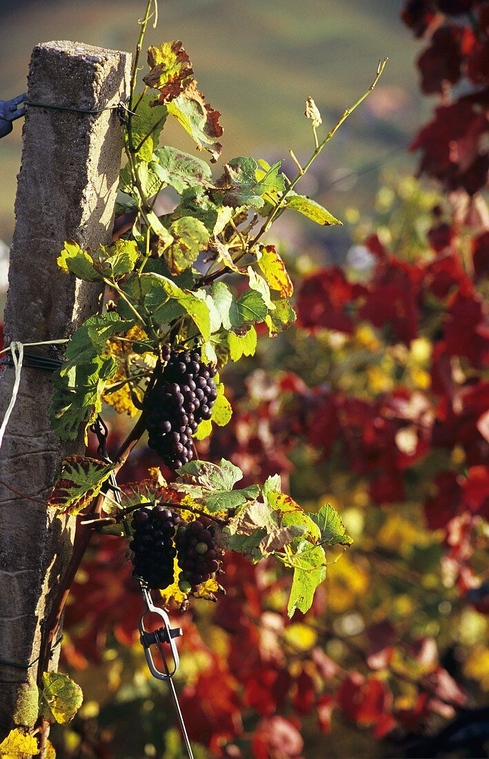 Herbststimmung im Weinberg bei Durbach, Ortenau, Baden