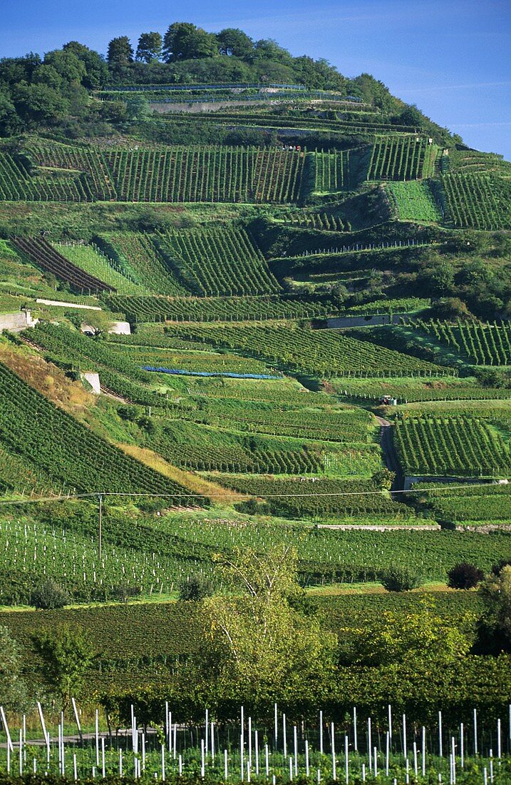 'Achkarrener Schlossberg' Einzellage (single vineyard), Kaiserstuhl, Baden