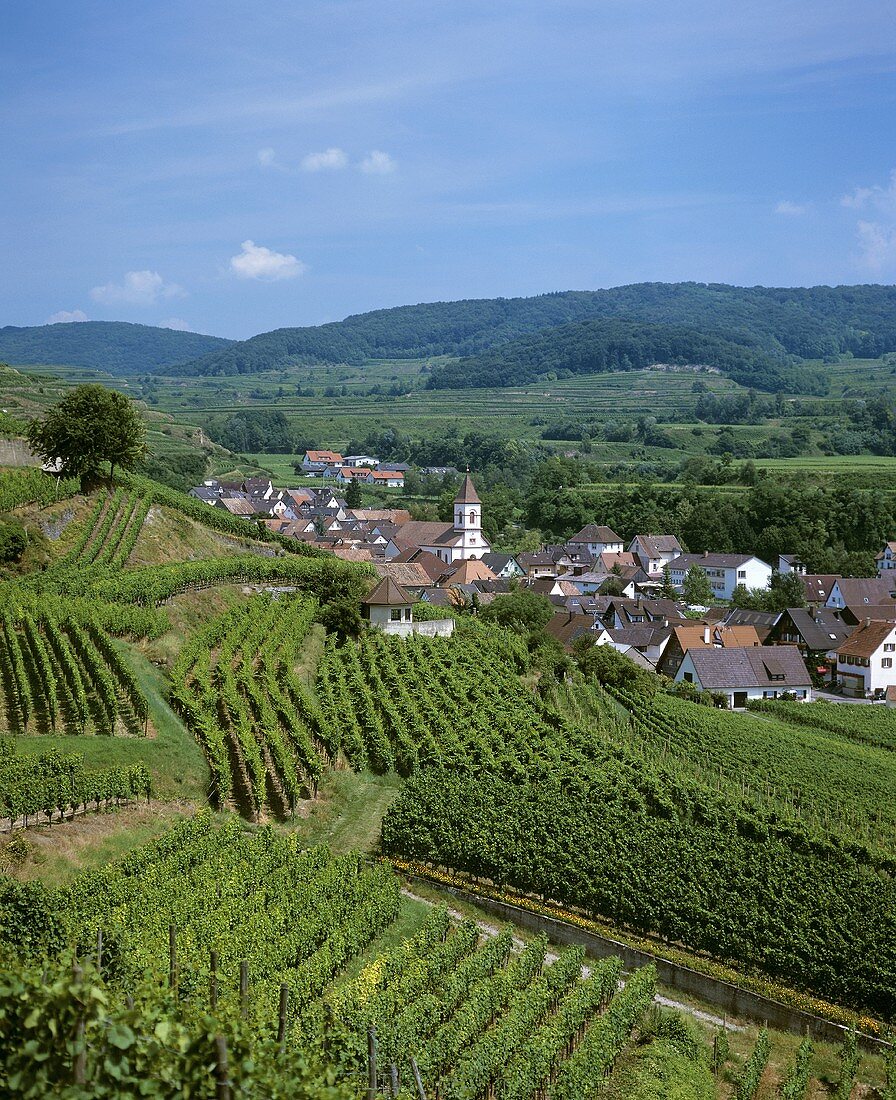 View over vineyards near Achkarren, Kaiserstuhl, Baden