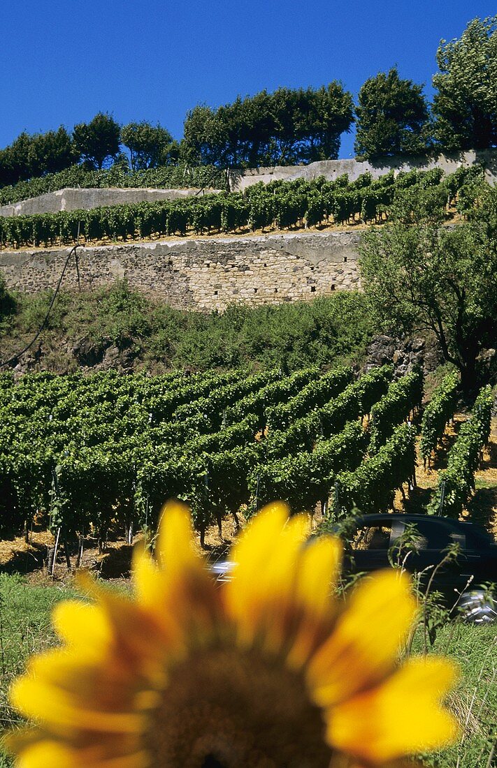 'Ihringer Winklerberg' Einzellage, Kaiserstuhl, Baden