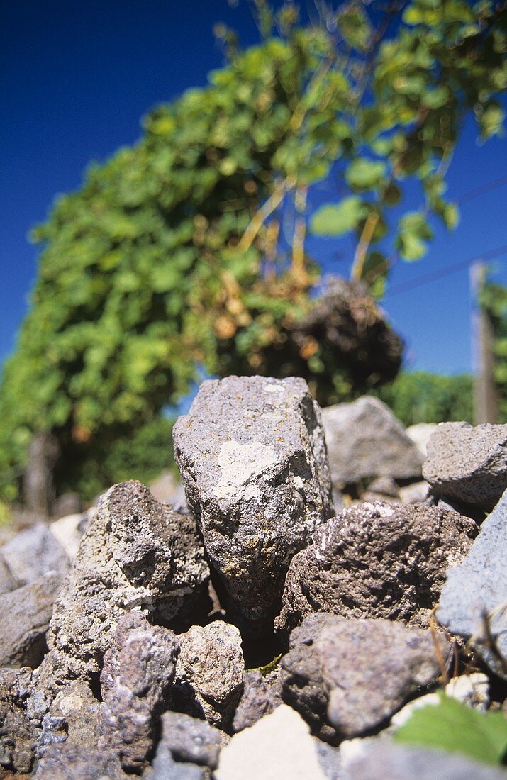 Weathered volcanic rock, 'Ihringer Winklerberg', Baden