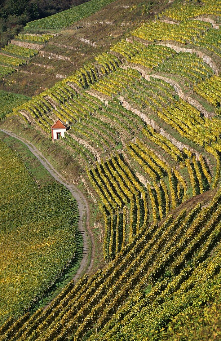 A little house in the 'Homburger Kallmuth' vineyard, Franconia, Germany