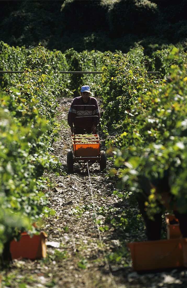 Grape picking with cable haulage, 'Bopparder Feuerlay' Middle Rhine, Germany