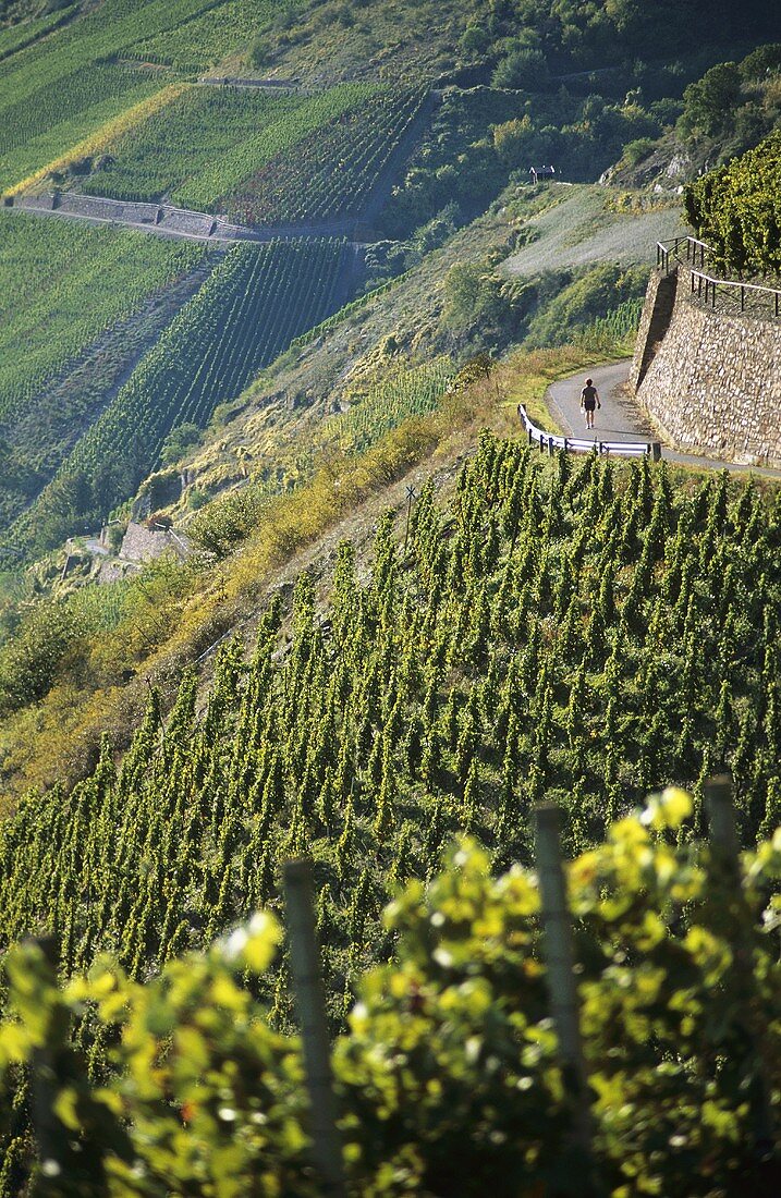 Spaziergänger in der Einzellage 'Bopparder Hamm', Mittelrhein, Deutschland