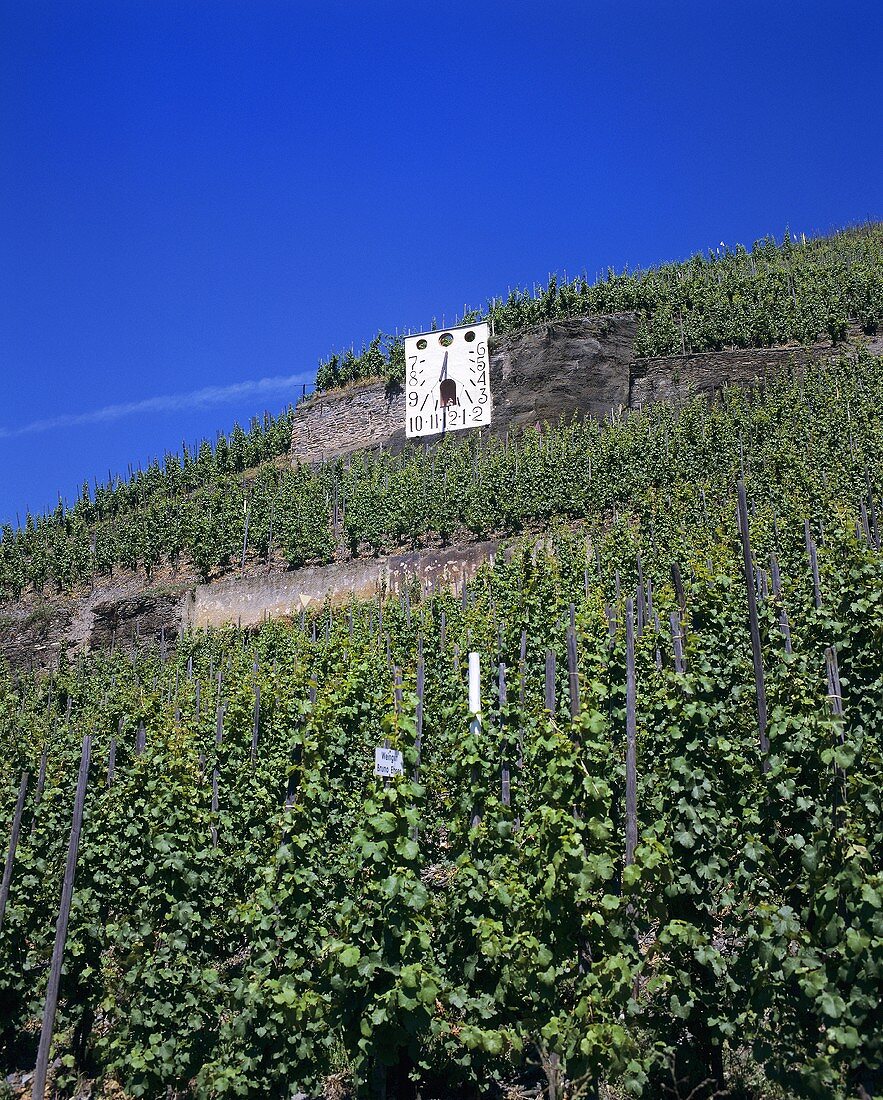 Sundial in vineyard, Mosel-Saar-Ruwer, Germany
