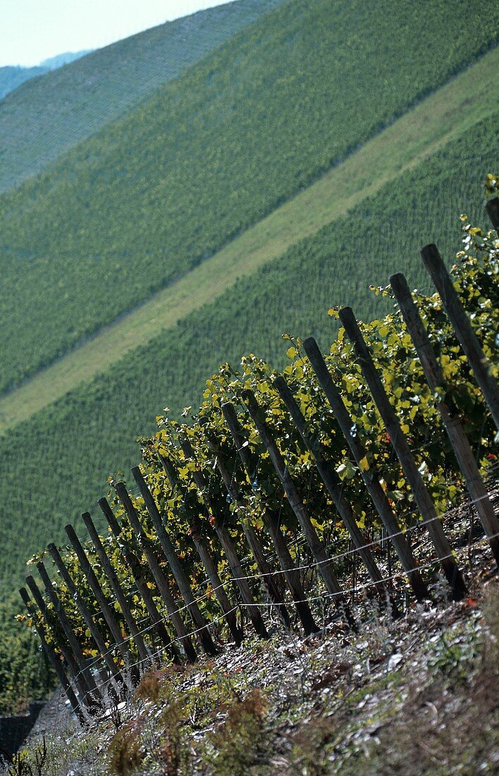 Einzellage 'Kanzemer Altenberg', Kanzem, Mosel, Deutschland