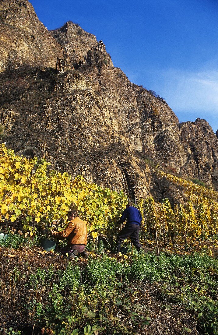 Grape picking below red cliffs of 'Traiser Bastei', Nahe, Germany