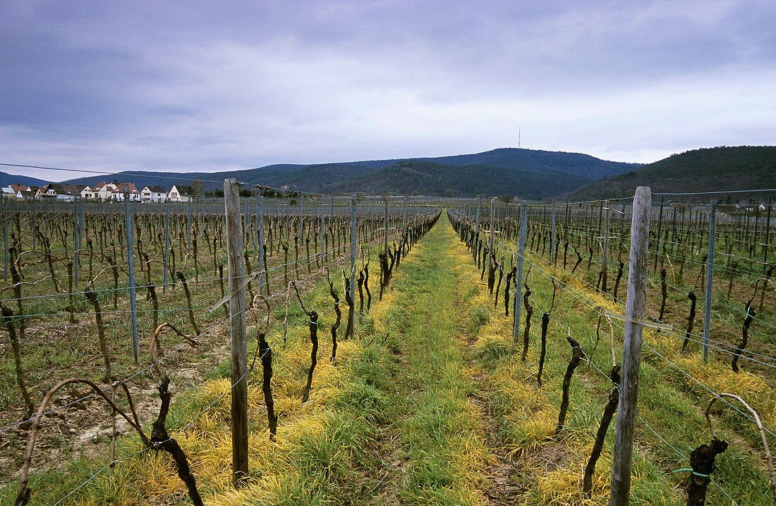 'Gimmeldinger Mandelgarten' vineyard, Gimmeldingen, Palatinate, Germany