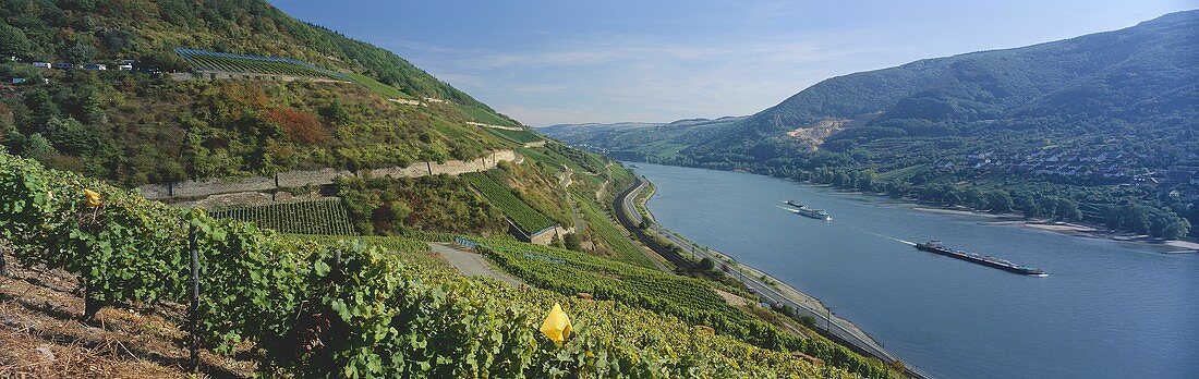 Blick über die Weinberge auf den Rhein, Rheingau, Deutschland