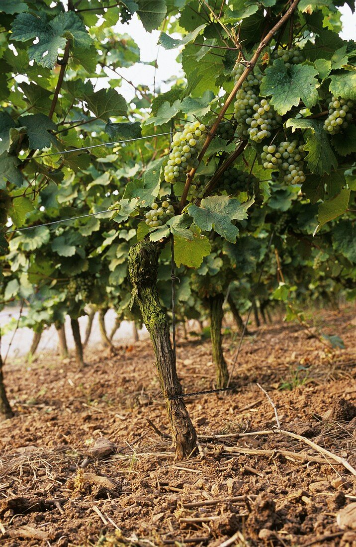 Rieslingrebstöcke in der Einzellage 'Niersteiner Ölberg', Rheinhessen, Deutschland