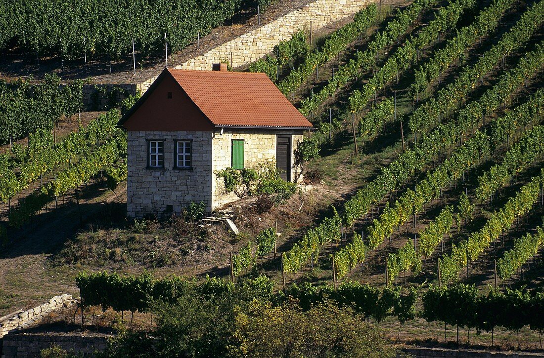 Little house in vineyard near Freyburg, Saale-Unstrut, Germany