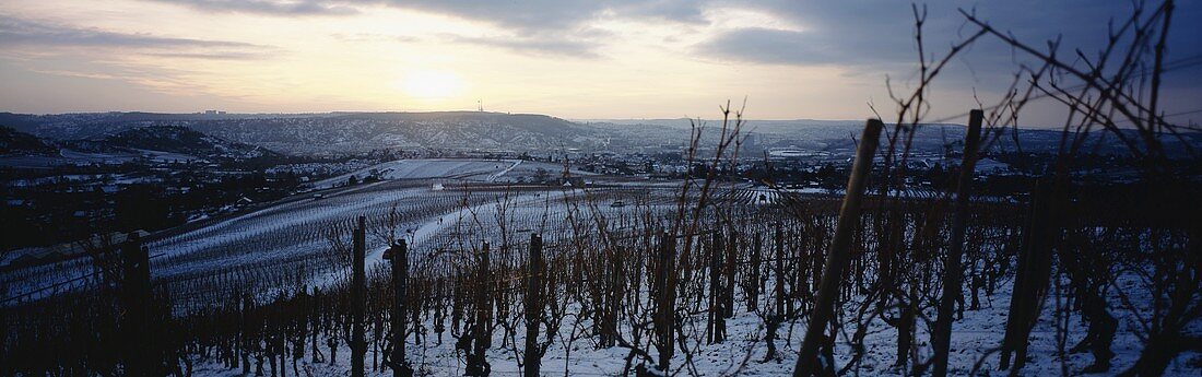 Winter in 'Fellbacher Lämmler' Einzellage, Württemberg, Germany