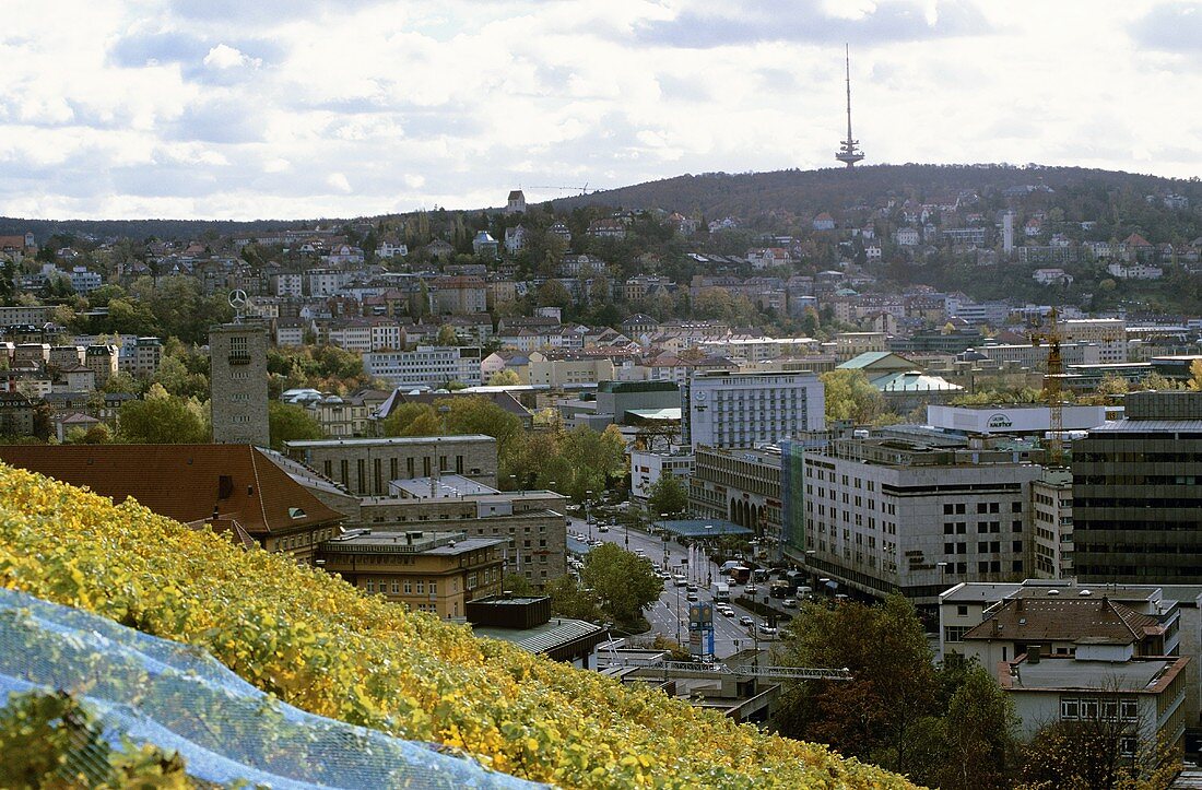 'Stuttgarter Kriegsberg' vineyard with a view of Stuttgart, Germany