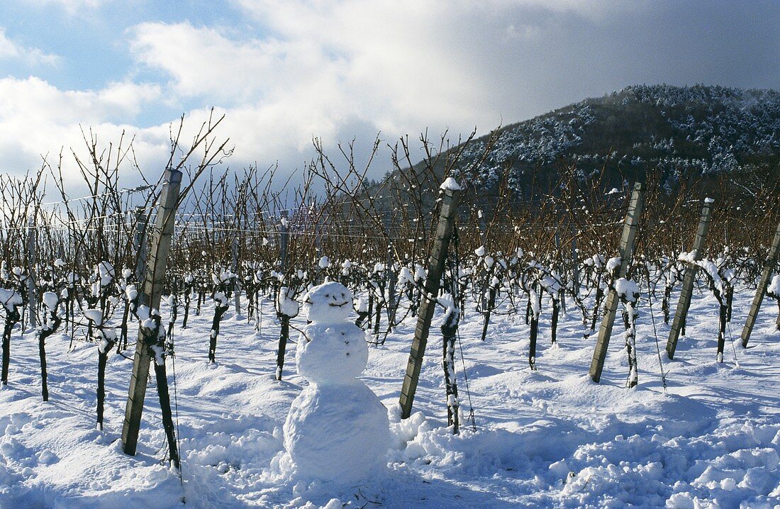 Schneemann vor einem Weinberg, Pfalz