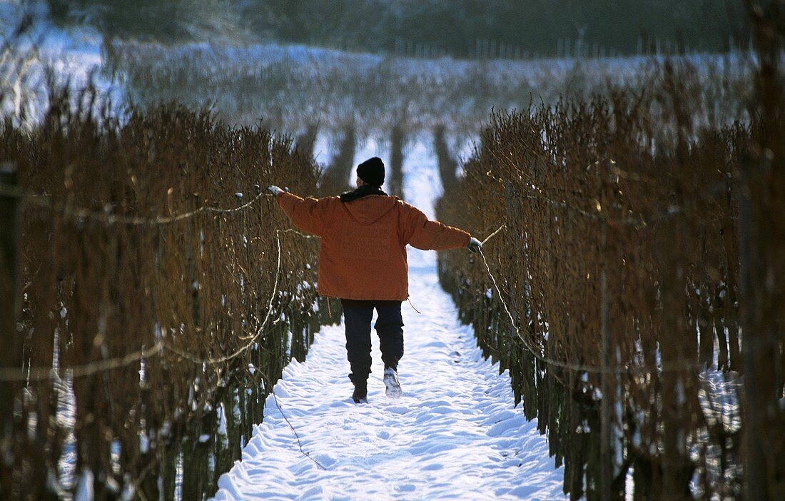 Winter work in the vineyard, reducing wire tension