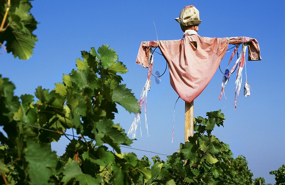 Scarecrow in a vineyard