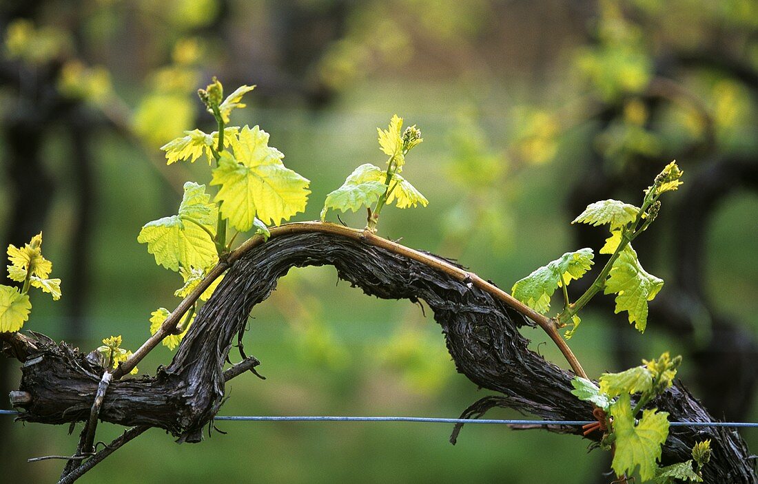 Vine shoot and young leaves in spring